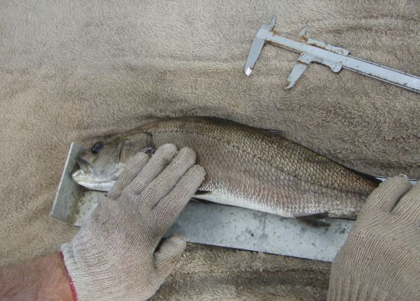 Haines Hunter MD John Haber displays a 760 prototype hull.